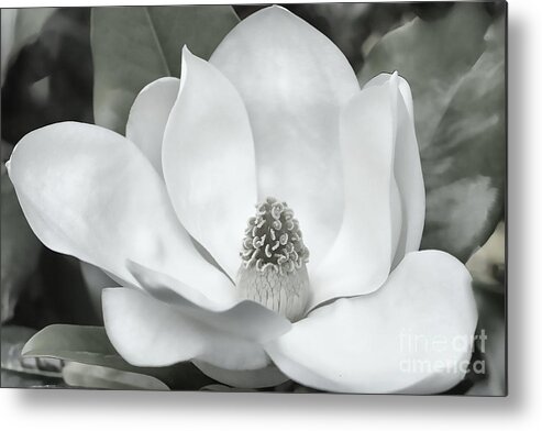 Black And White Metal Print featuring the photograph Simplicity #2 by Dave Bosse