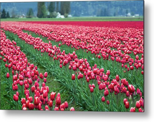 Tranquility Metal Print featuring the photograph Skagit Valley Tulip Fields, Washington #2 by Alan Majchrowicz