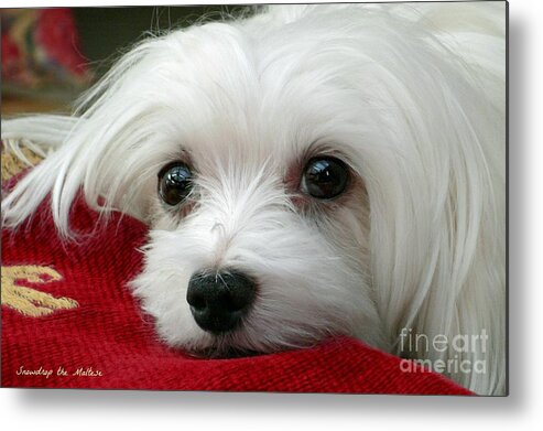 Maltese Dog Metal Print featuring the photograph Snowdrop the Maltese #8 by Morag Bates