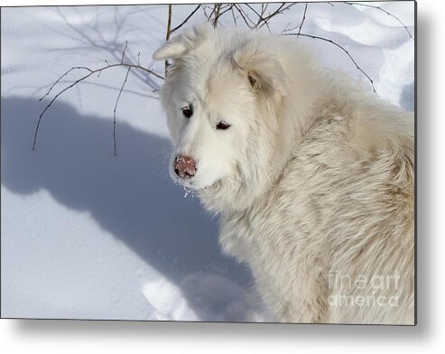 Dog Metal Print featuring the photograph Snowy Nose #2 by Fiona Kennard