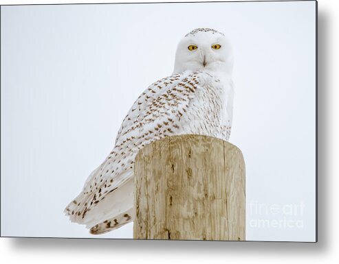  Sky Metal Print featuring the photograph Snowy Owl Perfection #2 by Cheryl Baxter
