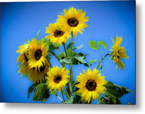 Sunflower Metal Print featuring the photograph Sunflower #2 by Emanuel Tanjala