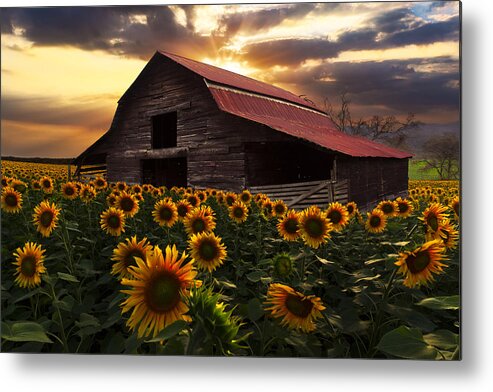 Sunflowers Metal Print featuring the photograph Sunflower Farm by Debra and Dave Vanderlaan