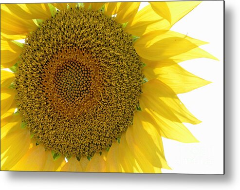 Beauty In Nature Metal Print featuring the photograph Sunflower #2 by Sami Sarkis