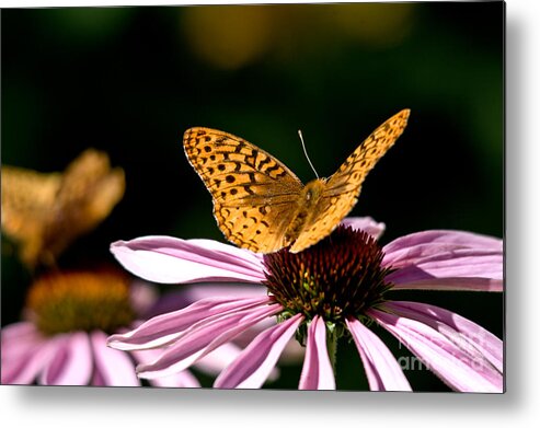 Butterfly Metal Print featuring the photograph Sunny Side Up #2 by Cheryl Baxter
