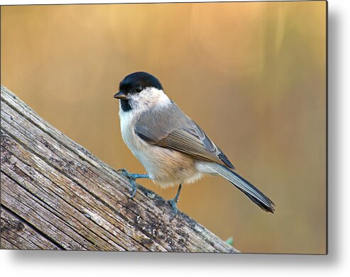 Marsh Tit Metal Print featuring the photograph The Marsh Tit #2 by Torbjorn Swenelius