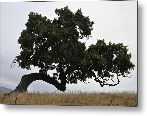 Tree Metal Print featuring the photograph Tree of Life #2 by Leto Covington