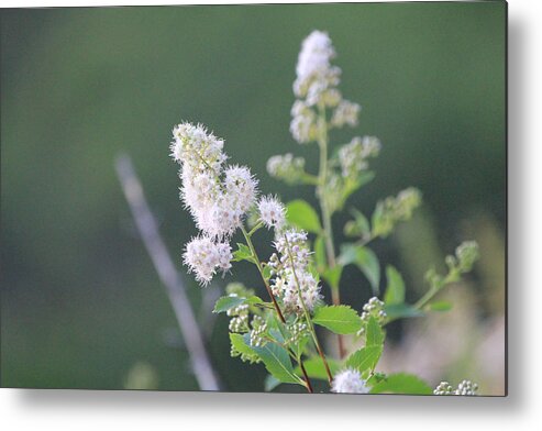 White Flower Metal Print featuring the photograph White flower #2 by Susan Jensen