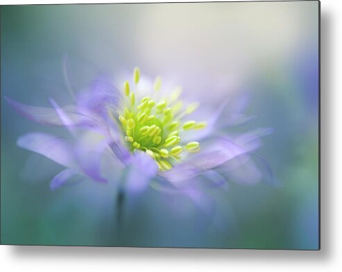 Anemone Metal Print featuring the photograph Windflower #2 by Jacky Parker