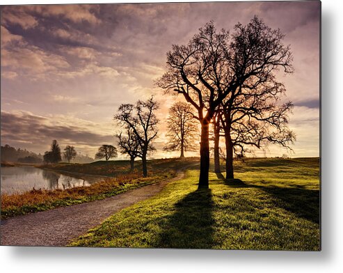 Trees Metal Print featuring the photograph Winter Morning Shadows / Maynooth #1 by Barry O Carroll
