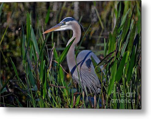 Great Blue Heron Metal Print featuring the photograph 20- Great Blue Heron by Joseph Keane