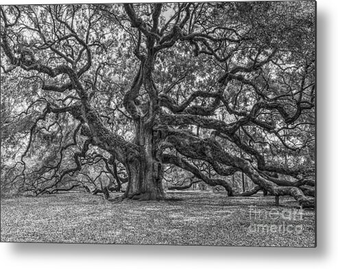 Angel Oak Tree Metal Print featuring the photograph Angel Oak Tree in Black and White by Dale Powell