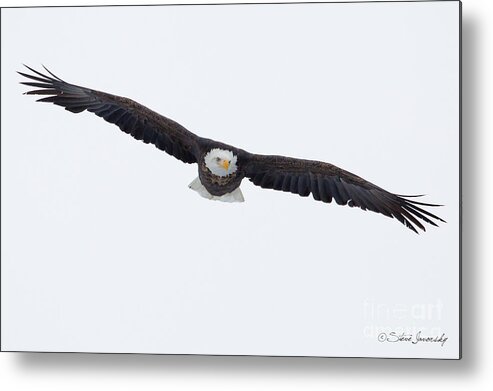 Bald Eagles Metal Print featuring the photograph Bald Eagle #226 by Steve Javorsky