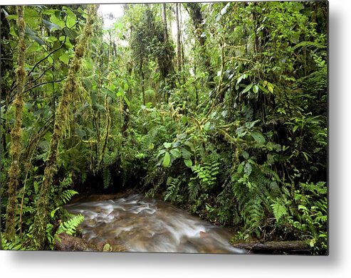 Plant Metal Print featuring the photograph Amazon Rainforest by Dr Morley Read/science Photo Library