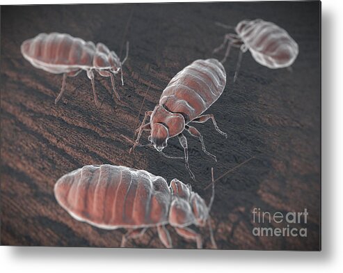 Haematophagy Metal Print featuring the photograph Bed Bugs Cimex Lectularius #3 by Science Picture Co