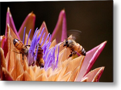 Insects Metal Print featuring the photograph Bees in the Artichoke by AJ Schibig