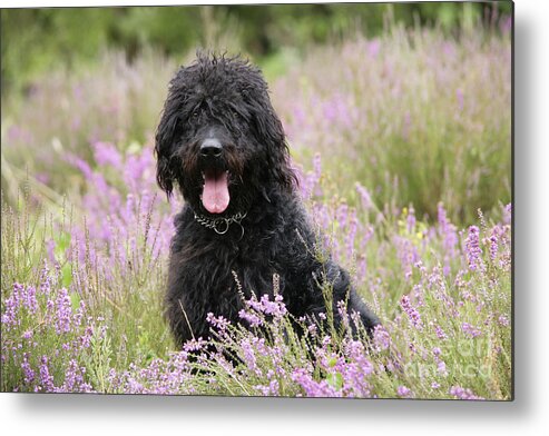 Labradoodle Metal Print featuring the photograph Black Labradoodle #3 by John Daniels