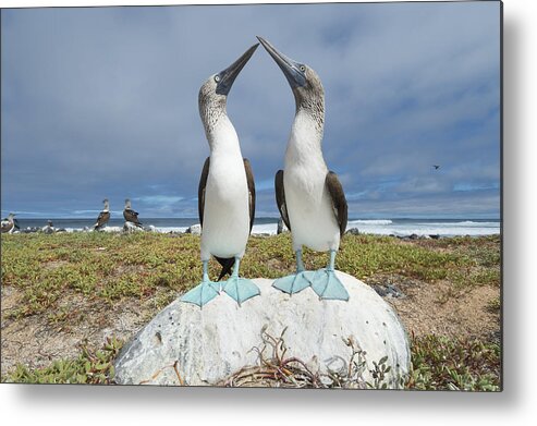 531691 Metal Print featuring the photograph Blue-footed Booby Pair Courting #3 by Tui De Roy