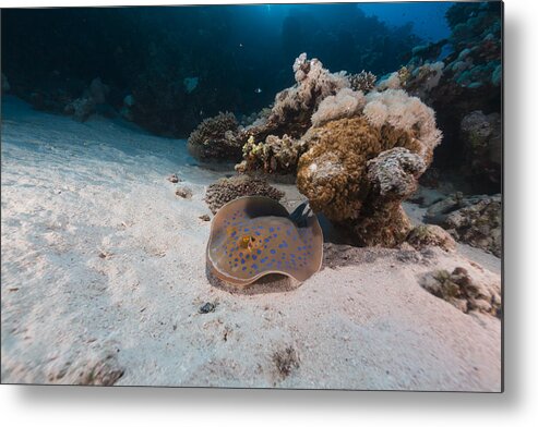 Animal Metal Print featuring the photograph Bluespotted stingray and tropical reef in the Red Sea. #3 by Stephan Kerkhofs