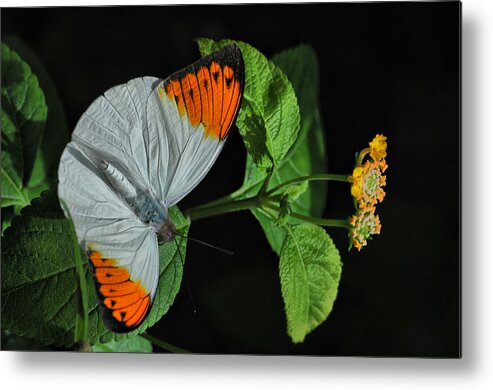 Butterfly Metal Print featuring the photograph Butterfly #3 by Tam Ryan