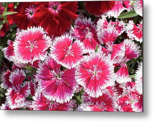 Dianthus Metal Print featuring the photograph Dianthus 'summer Splash' Flowers by Ann Pickford