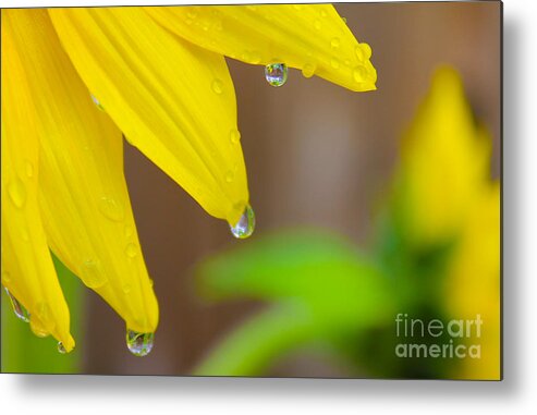 Flowers Metal Print featuring the photograph 3 Drops After the Rain by Nina Silver