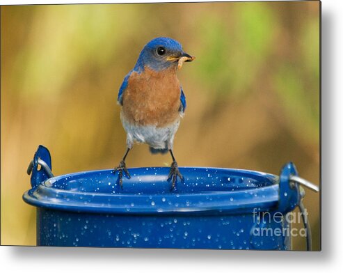 Sialia Sialis Metal Print featuring the photograph Eastern Bluebird Male #3 by Linda Freshwaters Arndt