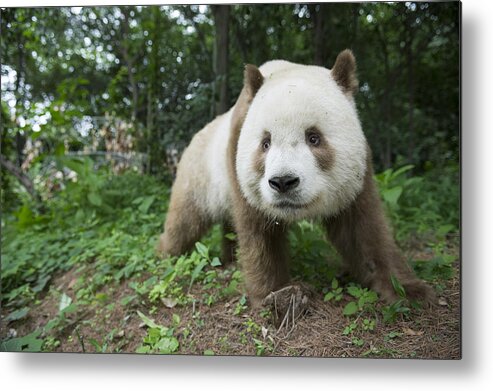 Katherine Feng Metal Print featuring the photograph Giant Panda Brown Morph China #3 by Katherine Feng