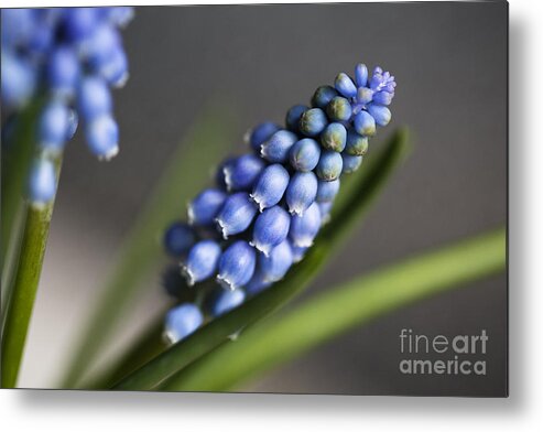 Hyacinth Metal Print featuring the photograph Grape Hyacinth #3 by Nailia Schwarz