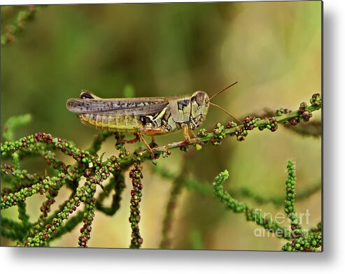 Grasshoppers Metal Print featuring the photograph Grasshopper #3 by Olga Hamilton