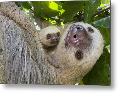 Suzi Eszterhas Metal Print featuring the photograph Hoffmanns Two-toed Sloth And Old Baby #3 by Suzi Eszterhas