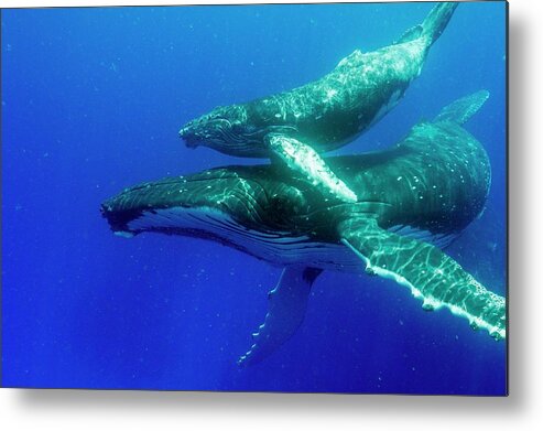 Humpback Whale Metal Print featuring the photograph Humpback Whale Mother And Calf #3 by Christopher Swann/science Photo Library