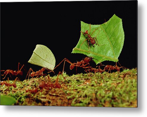Feb0514 Metal Print featuring the photograph Leafcutter Ants Carrying Leaves French by Mark Moffett