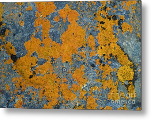 Arctic Metal Print featuring the photograph Lichened Rocks #3 by John Shaw