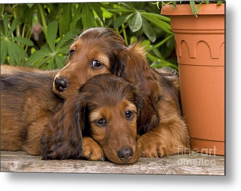 Dachshund Metal Print featuring the photograph Long-haired Dachshunds #1 by Jean-Michel Labat