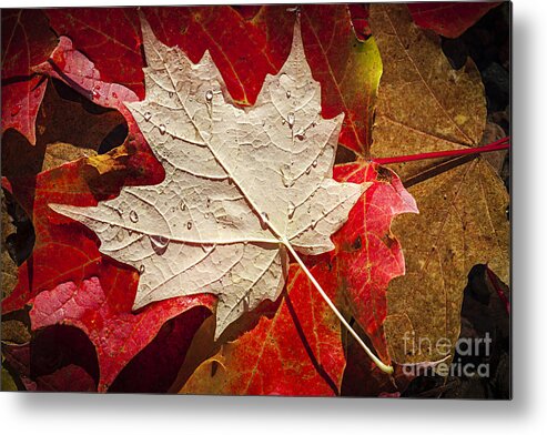 Fall Metal Print featuring the photograph Maple leaves in water by Elena Elisseeva