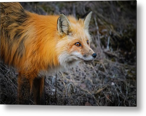 Alberta Metal Print featuring the photograph Red Fox #3 by Brandon Smith