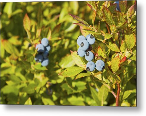 Blueberry Metal Print featuring the photograph Ripe Maine Low Bush Wild Blueberries #3 by Keith Webber Jr