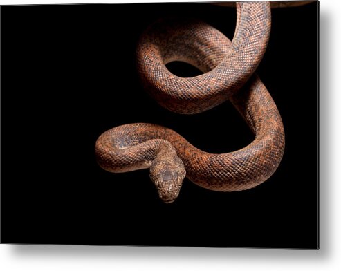 Savu Island Python Metal Print featuring the photograph Savu Python On Tree Branch #3 by David Kenny