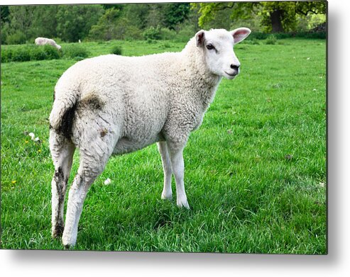 Agriculture Metal Print featuring the photograph Sheep in field #3 by Tom Gowanlock