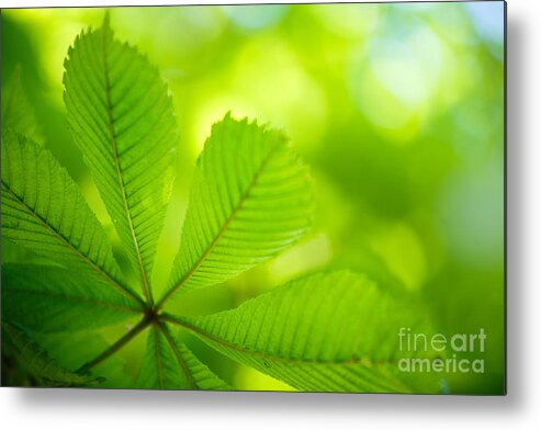 Conker Metal Print featuring the photograph Spring Green #3 by Nailia Schwarz