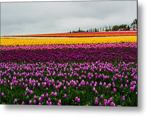 Tulip Metal Print featuring the photograph Tulip Field #1 by Hisao Mogi