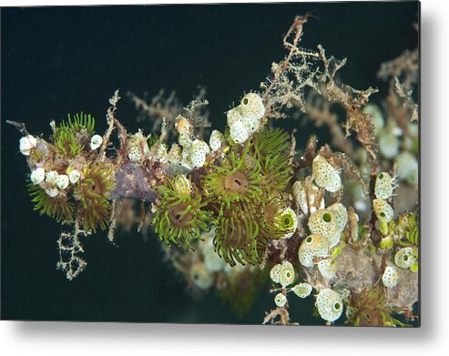 Growth Metal Print featuring the photograph Tunicates #3 by Andrew J. Martinez