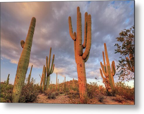 Saguaro Cactus Metal Print featuring the photograph Usa, Arizona, Tucson, Saguaro National #3 by Michele Falzone