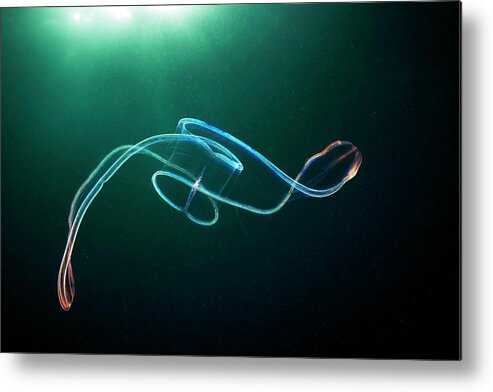 Animal Metal Print featuring the photograph Venus Girdle Comb Jelly #3 by Alexander Semenov/science Photo Library