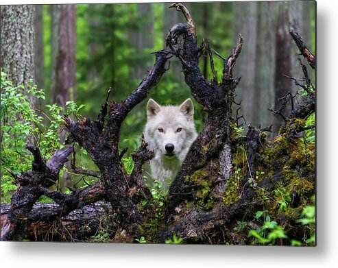Nature Metal Print featuring the photograph Wolf by Mike Centioli
