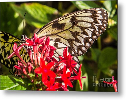 Butterfly Metal Print featuring the photograph Butterfly #34 by Rene Triay FineArt Photos