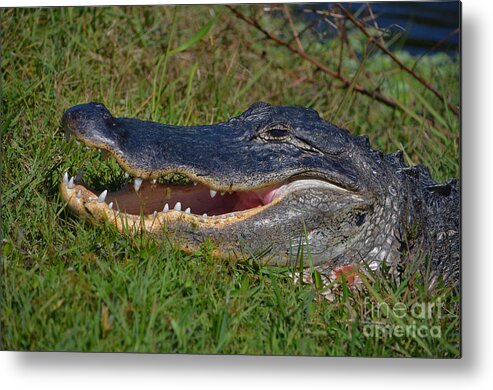 Alligator Metal Print featuring the photograph 4- Alligator by Joseph Keane