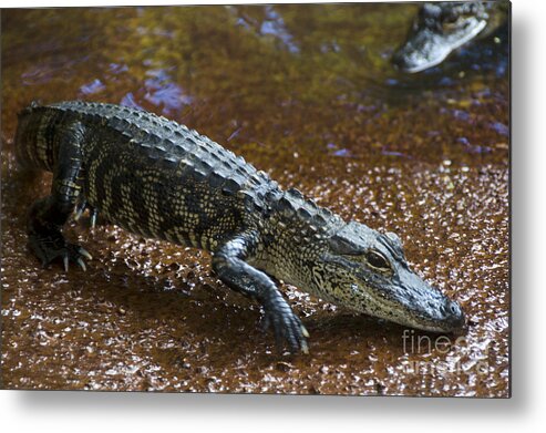 Nature Metal Print featuring the photograph American Alligator #4 by Mark Newman
