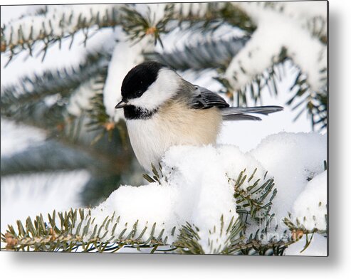 North America Metal Print featuring the photograph Black-capped Chickadee #4 by Linda Freshwaters Arndt